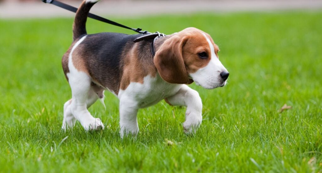 Best Dog Walking Routes in UK City Parks Image