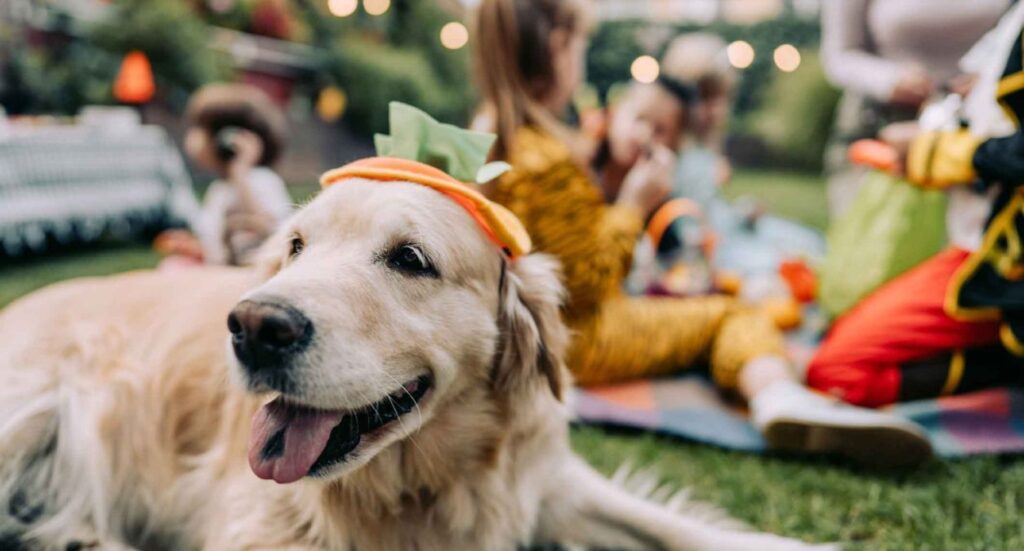 Dog & Pet Events in 2024 Image