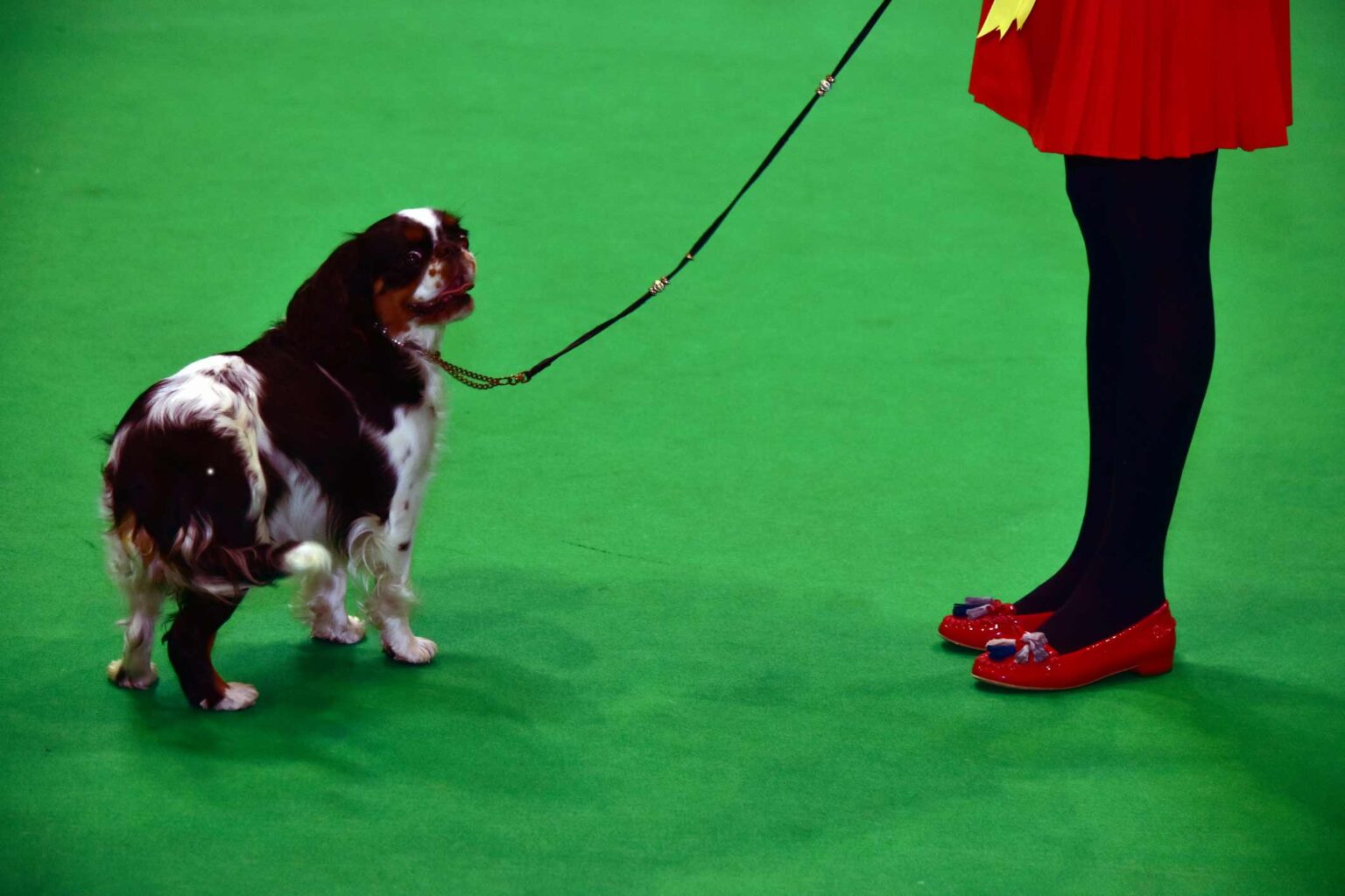 Dog & Pet Events in 2024 Protectivity