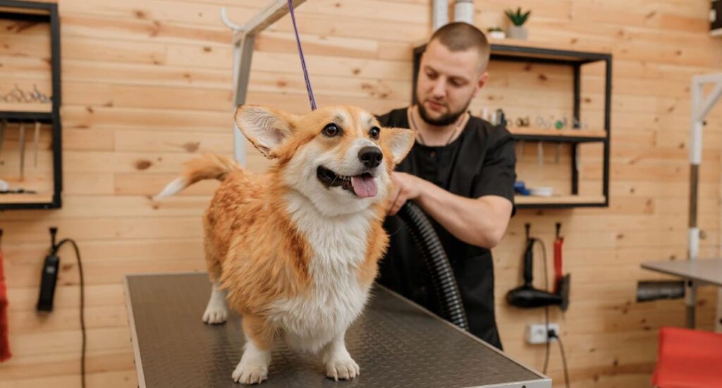 Dog Grooming Business Legislation: what you need to know Image