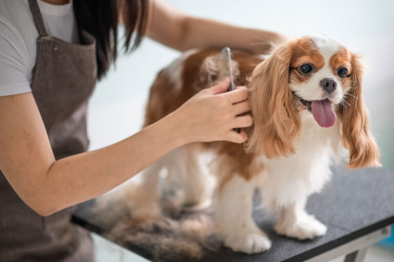 Dog Grooming Laws