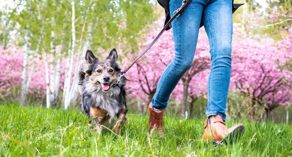 New UK laws for Professional Dog Walkers Image