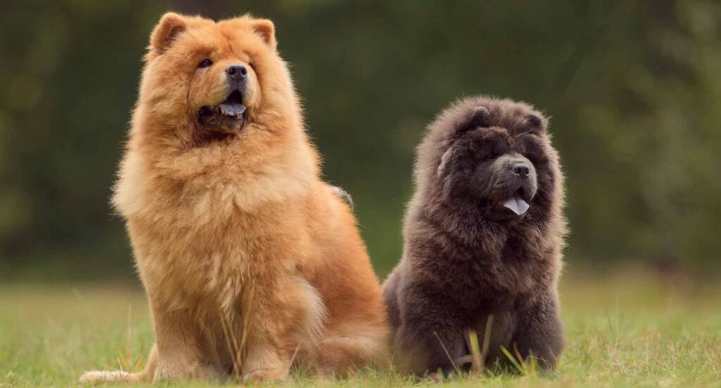 Cheapest & Most Expensive Dog Breeds UK Image