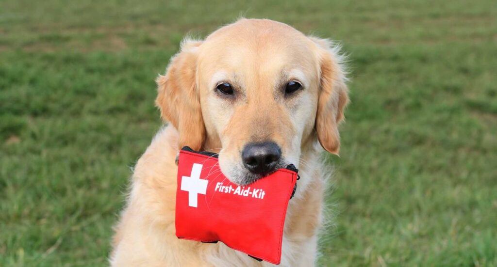 First Aid Tips for Pet Sitters Image