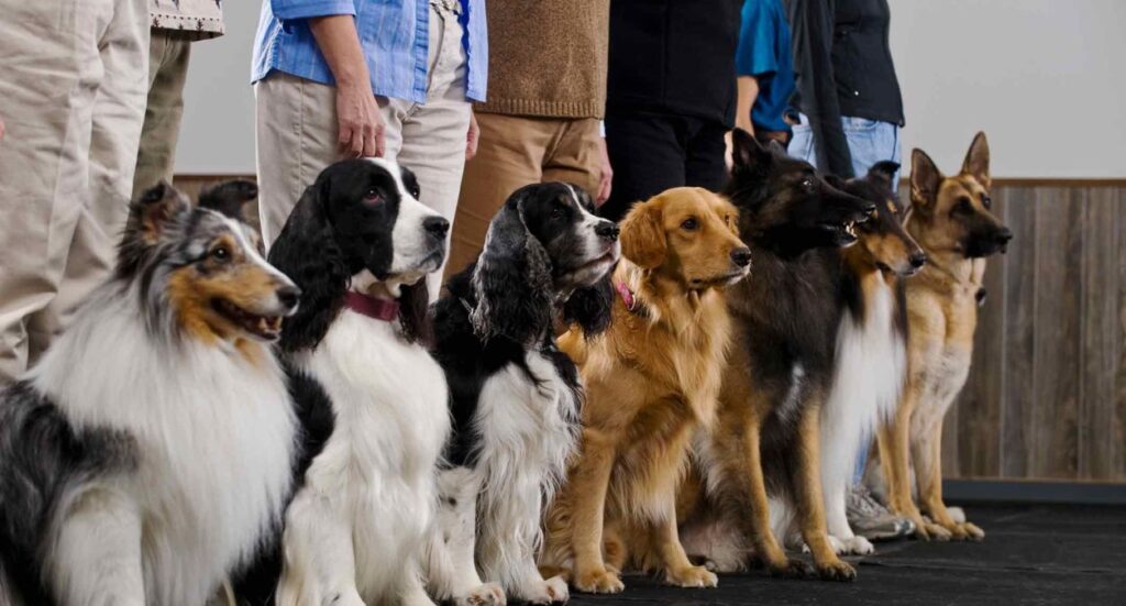 How to Start a Dog Training Business? Image