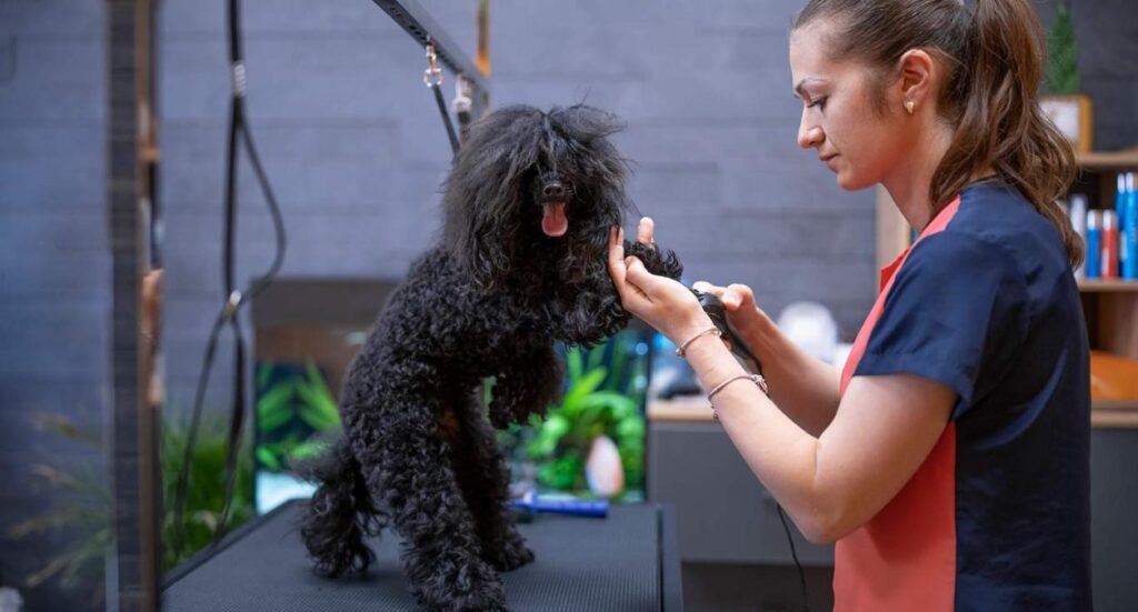What Makes a Successful Dog Groomer? Image