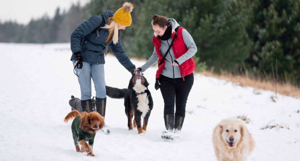 Winter Dog Walking Guide Image
