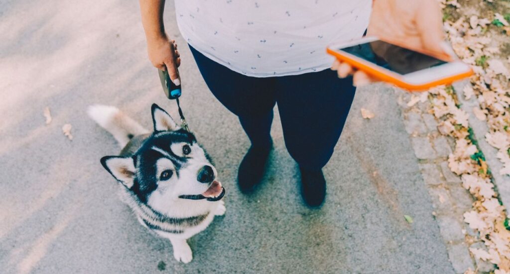 5 Great Apps for Professional Dog Walkers Image