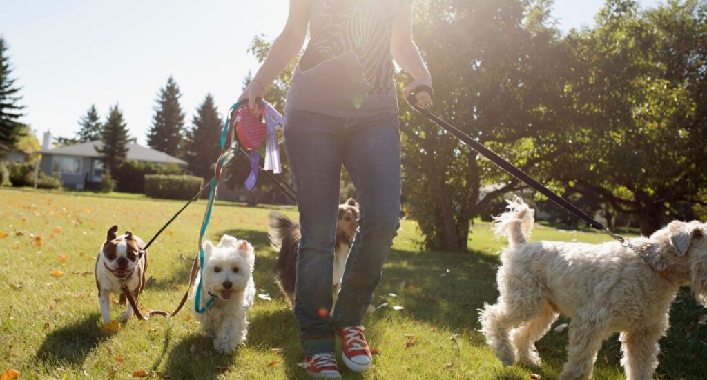 5 Legal Things To Remember Before Becoming A Dog Walker Image