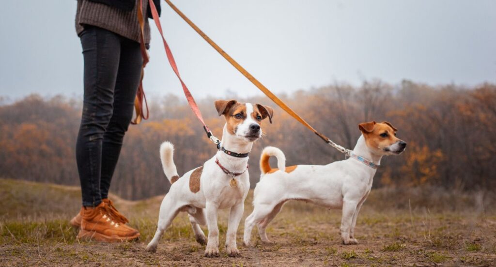 A Day in the Life of a Dog Walker Image