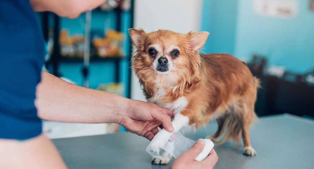 Dog grooming: Avoiding Injuries and What to do When They Happen? Image