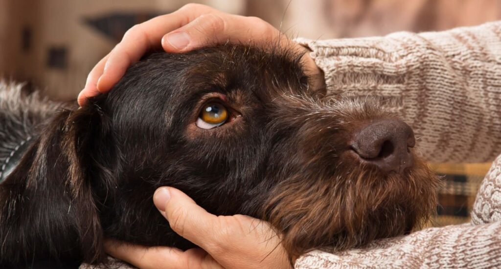 Best Apps For Monitoring Pet Health Image