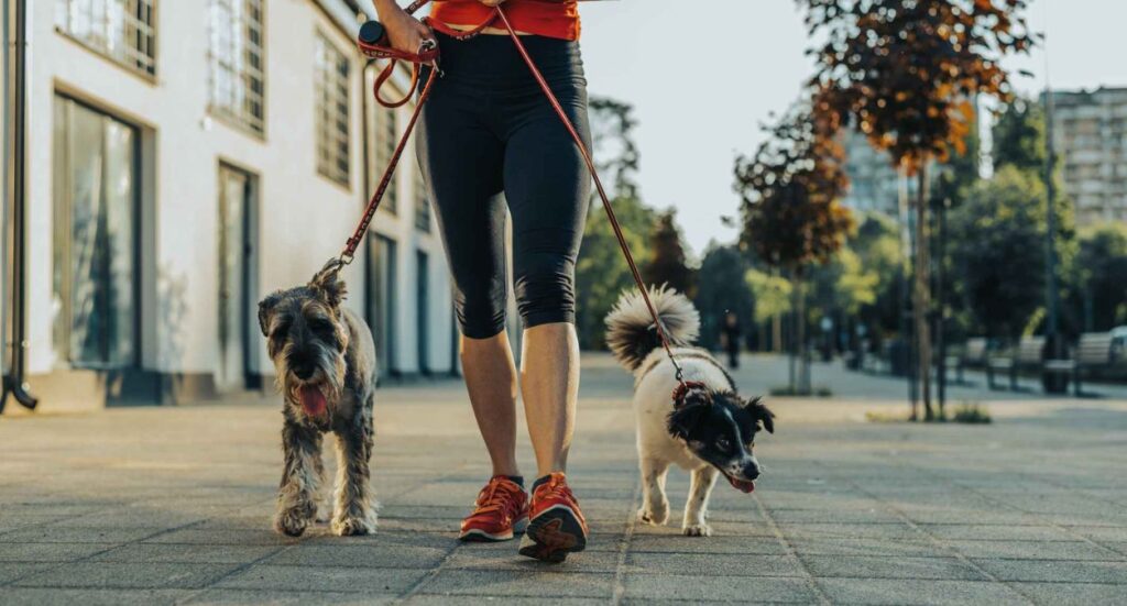 Best Presents & Gift Ideas for Dog Walkers Image