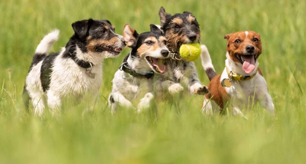Do Pet Sitters Need Insurance? Image