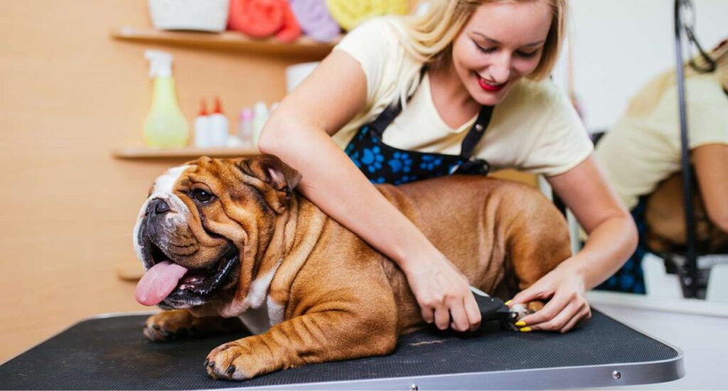 Dog Grooming Qualifications to Become a Dog Groomer Image