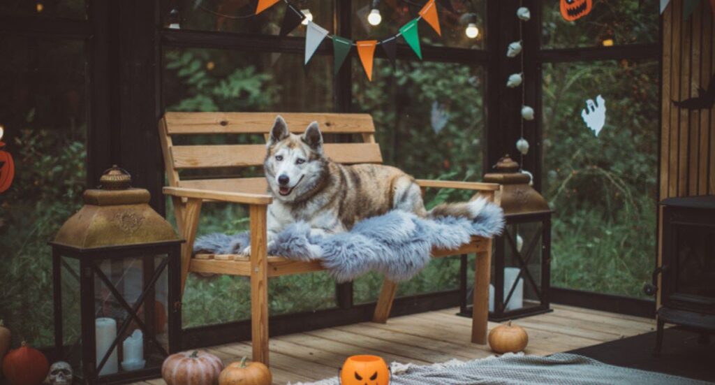 Dog and pet events in 2023 Image