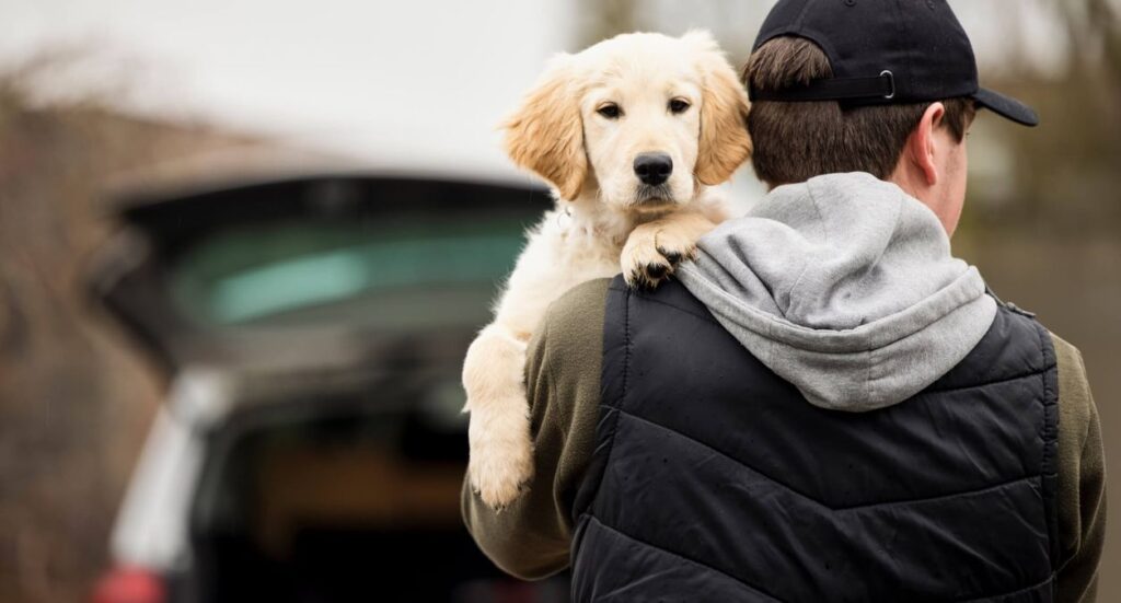 Dog Theft: How to Prevent your Customers’ Dogs being Stolen Image