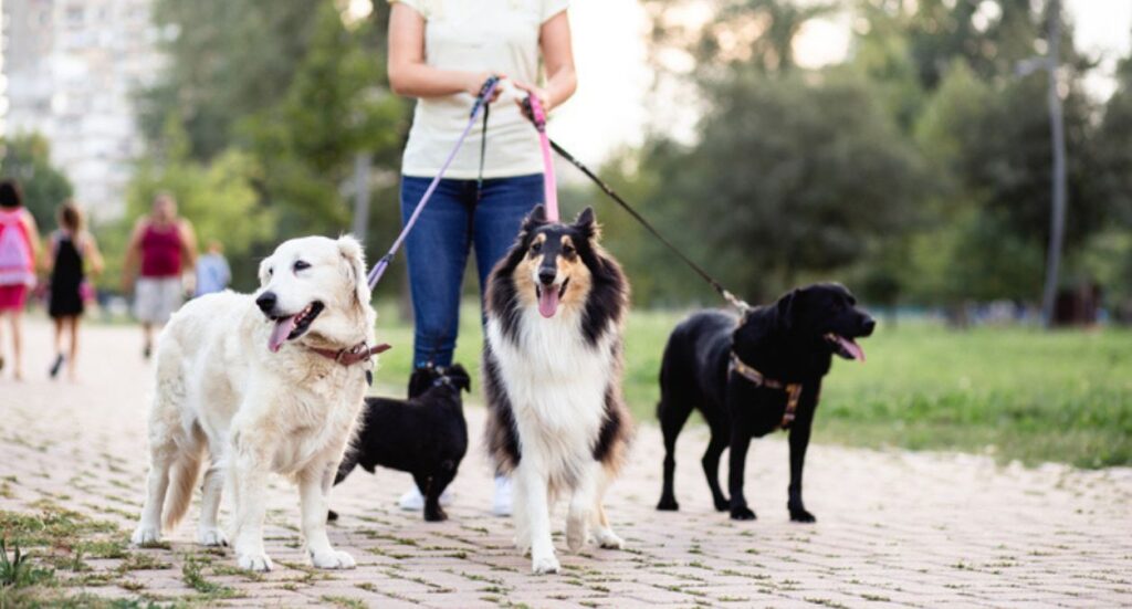 Explained: Dog Walking Qualifications and Licensing Image