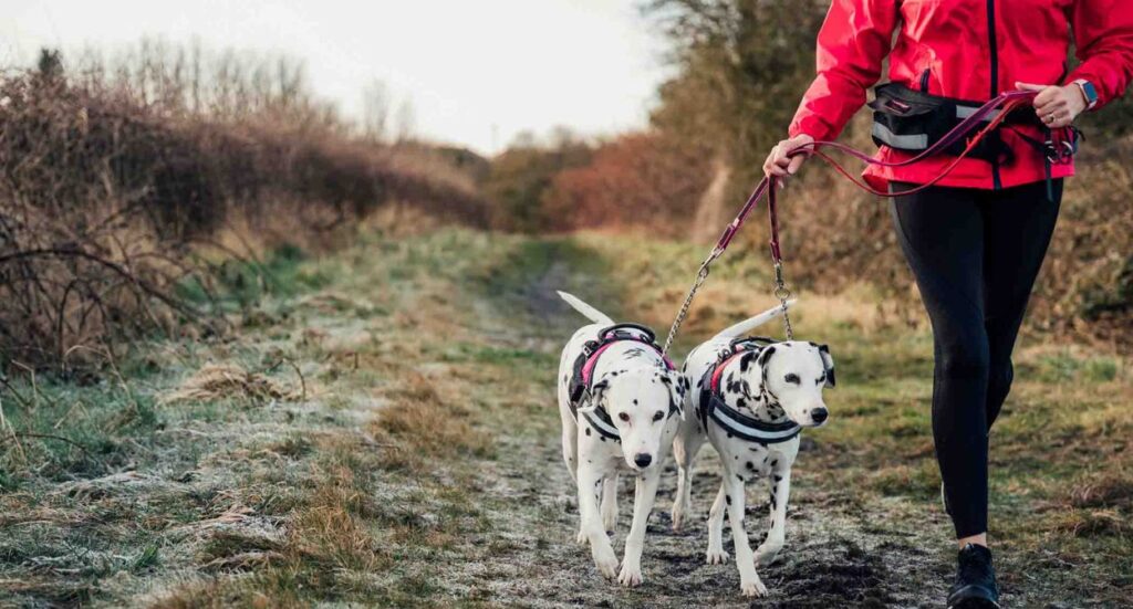 How much can I earn as a dog walker? Image