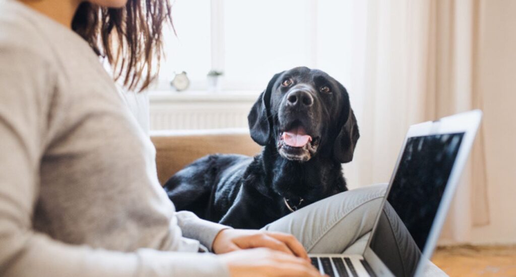 How to Market a Dog Walking Business Image