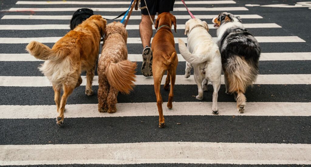 Revealed: The Best Towns To Become A Dog Walker Image