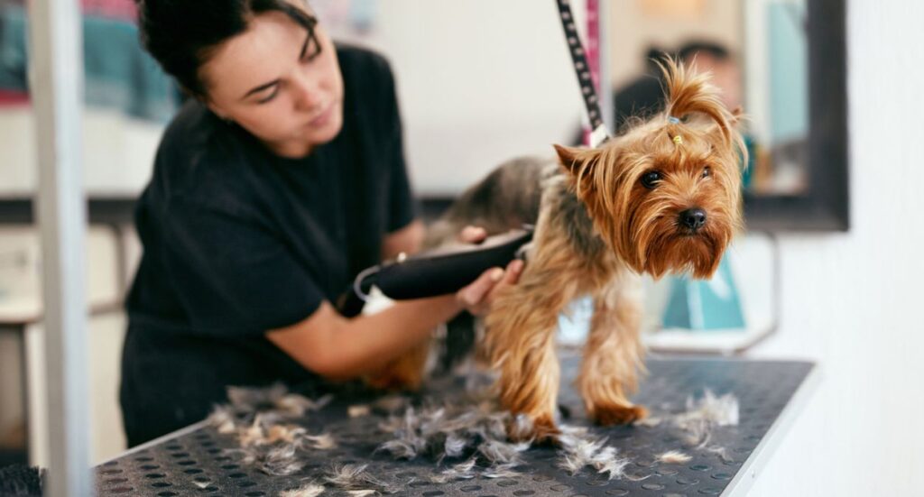 Average Cost of Dog Grooming in the UK Image