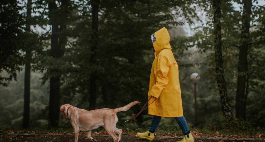 The Best Dog Walking Gear 2022 Image