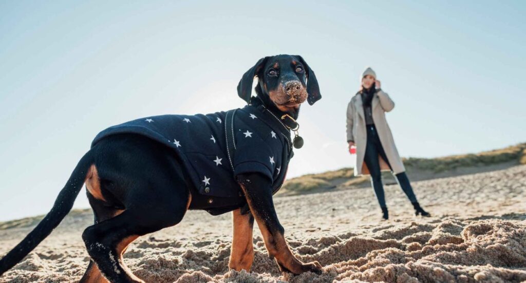 The Professional Dog Walker’s Guide to Facebook Advertising Image