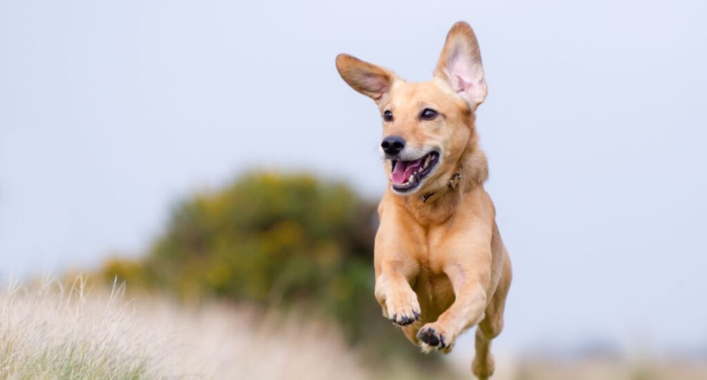 The best quotes about dogs Image