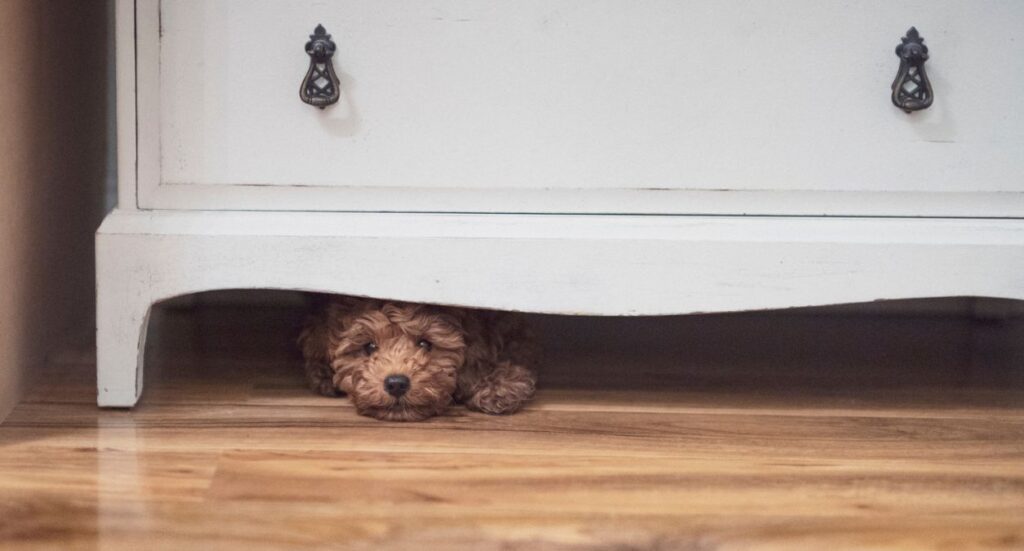 Top Tips on Helping Pet Sitters with Difficult Dogs Image