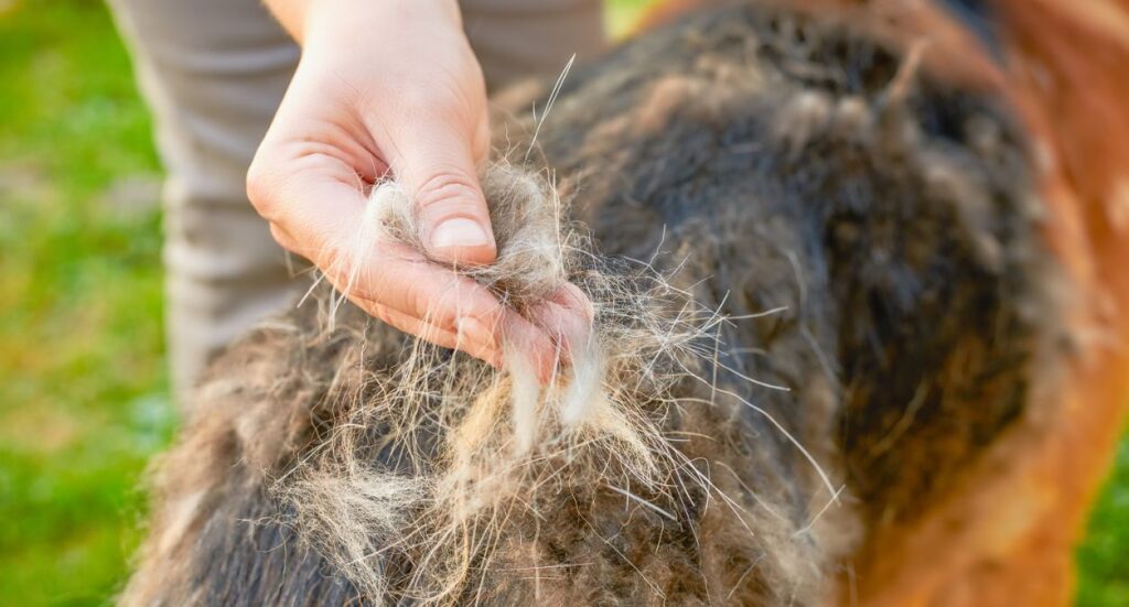 What Is Hand Stripping In Dog Grooming? Image