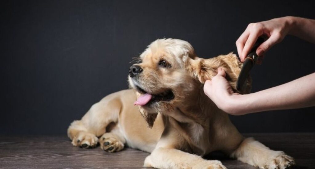 What to Remember When Becoming a Dog Groomer Image