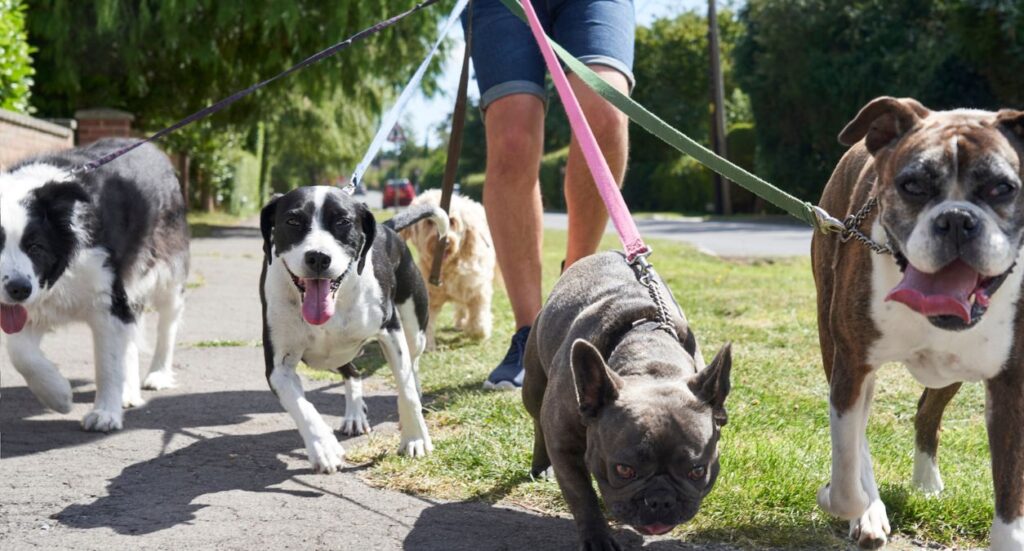 What to Include in Your Dog Walking Service Agreement Image