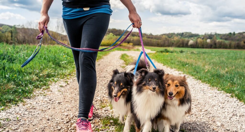 Which are the Best Gadgets for Dog Walkers? Image