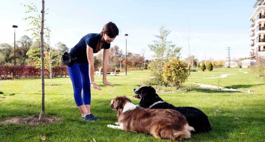 Your Guide to Becoming a Qualified Dog Trainer Image