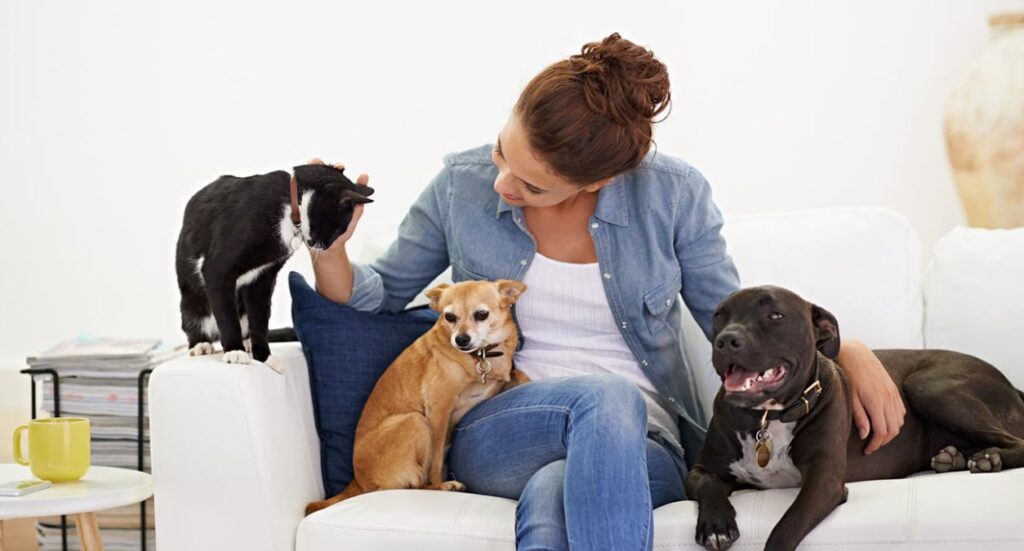 Your Guide To Dog Boarding Licences Image