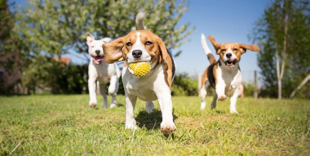 The rising cost of dog care in the UK Image