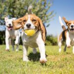 The rising cost of dog care in the UK Image