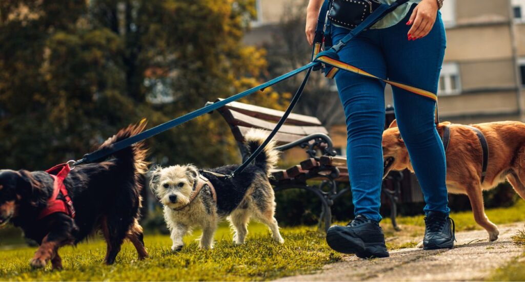 Working with dogs – is there career potential? Image