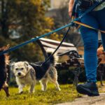 Working with dogs – is there career potential? Image