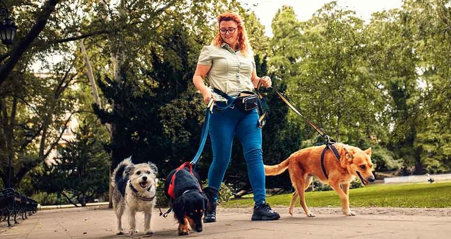 Dog theft in the UK: Awareness for dog walkers Image