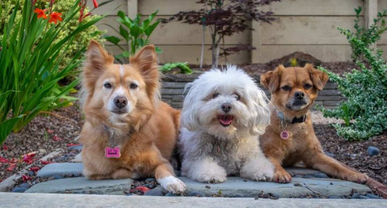 Next stop USA: Boston Terrier Often called the ... - Facebook