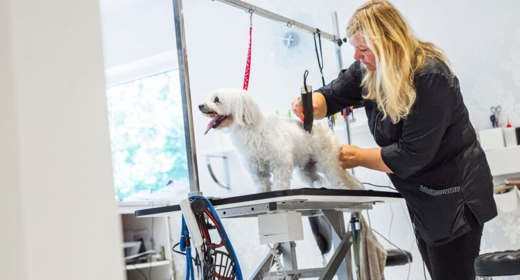 How to groom different dog breeds Image