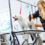 How to groom different dog breeds Image