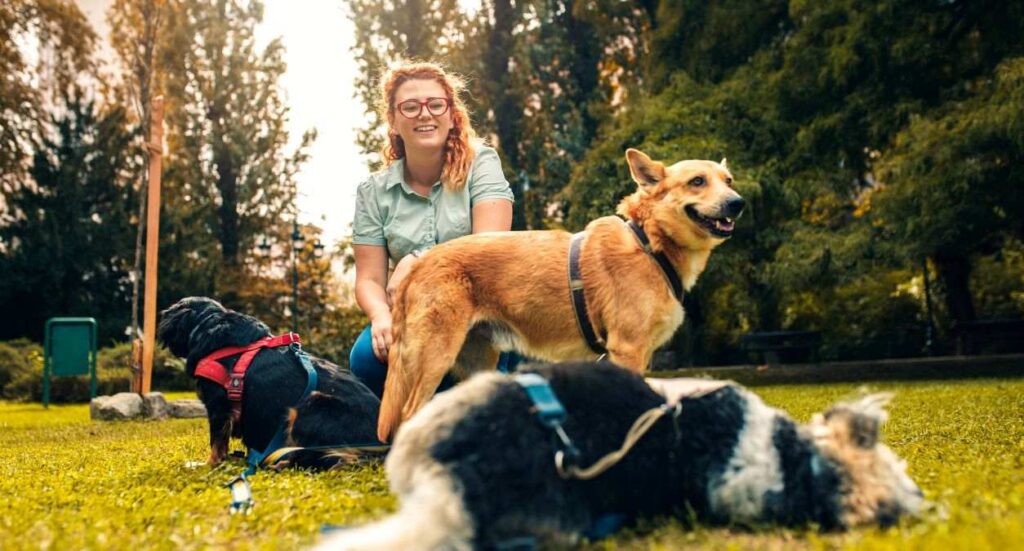 Pet Behaviour and Psychology for Pet Care Providers Image