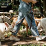 New rules for professional dog walkers in Royal Parks 2025 Image