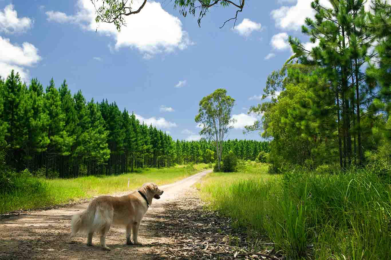 New rules for professional dog walkers in Royal Parks 2025 Protectivity