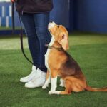 How to decode dog behaviour Image