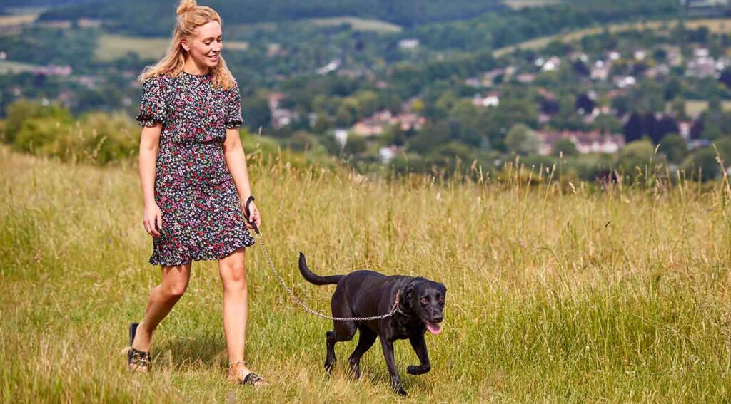 Summer dangers for dogs Image