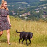 Summer dangers for dogs Image